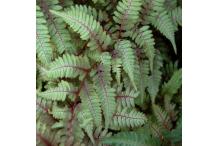 Athyrium niponicum var, pictum