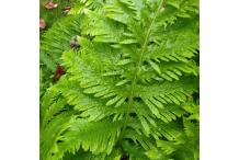 Polypodium cambricum  'Richard Kayse'