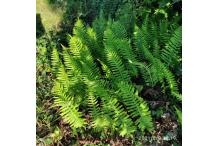 Polypodium x shivasiae