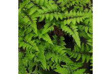 Athyrium niponicum