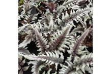 Athyrium niponicum var. pictum 'Cristatum'