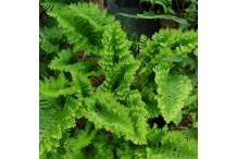 Polypodium cambricum 'Oakleyae'