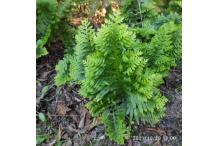 Polypodium cambricum 'Pulcherrimum Addison'