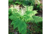 Athyrium filix-femina