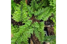 Polypodium vulgare 'Parsley'