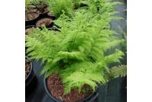 Athyrium filix-femina 'Plumosum'