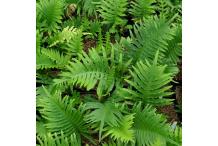 Polypodium cambricum