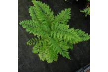 Athyrium filix-femina 'Vernoniae'