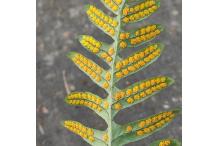 Polypodium interjectum