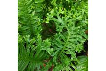 Polypodium cambricum  'Grandiceps Fox'