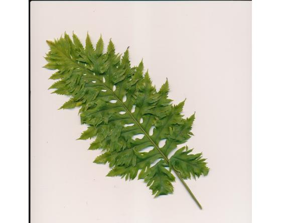 Polypodium cambricum 'Barrowii'