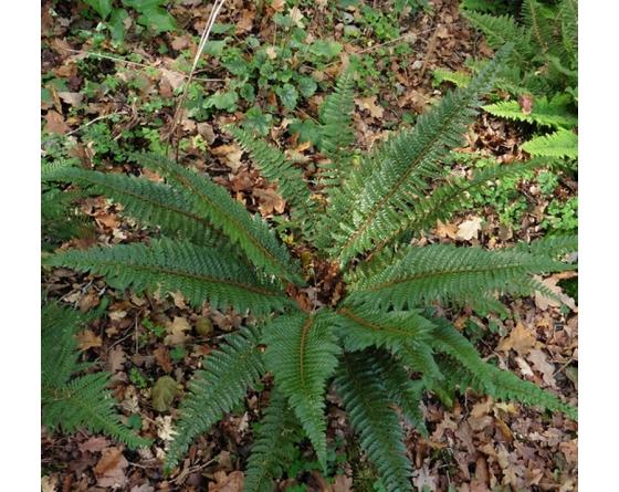 1L pot. Polystichum neolobatum A large attractive hardy evergreen fern