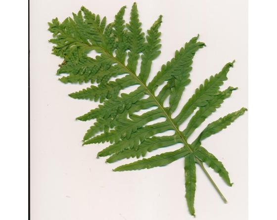 Polypodium cambricum 'Herbert Whitley'