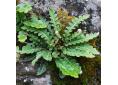 Asplenium ceterach, rusty back fern