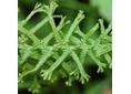 Athytium filix-femina 'Victoriae'