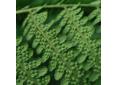 Dryopteris affinis golden-scaled fern