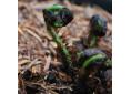 Dryopteris dilatata broad buckler fern