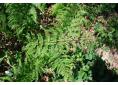 Dryopteris dilatata, broad buckler fern