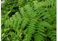 Hypolepis rugosula ruddy ground fern