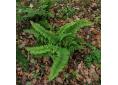 Polystichum setiferum 'Plumosum-Densum'