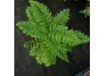 Athyrium filix-femina 'Vernoniae'