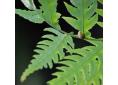 Woodwardia radicans european chain fern