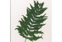 Polypodium calirhiza 'Sarah Lyman'