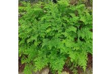 Selaginella involvens